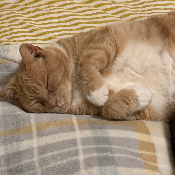 Meet your Posher, Joy - Picture 14 of 15